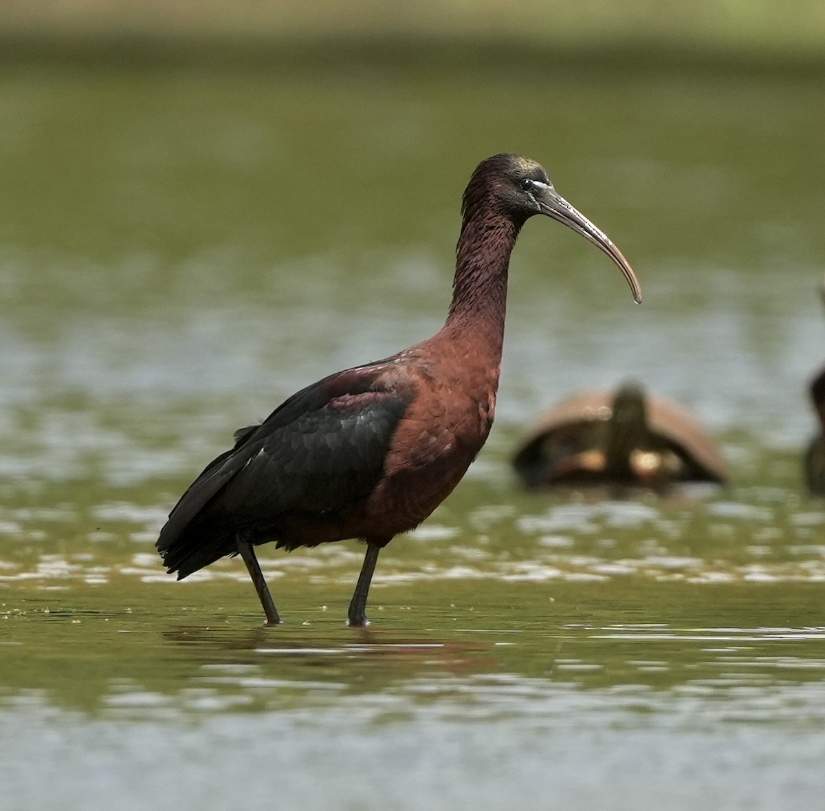 Glossy Ibis - ML634794739