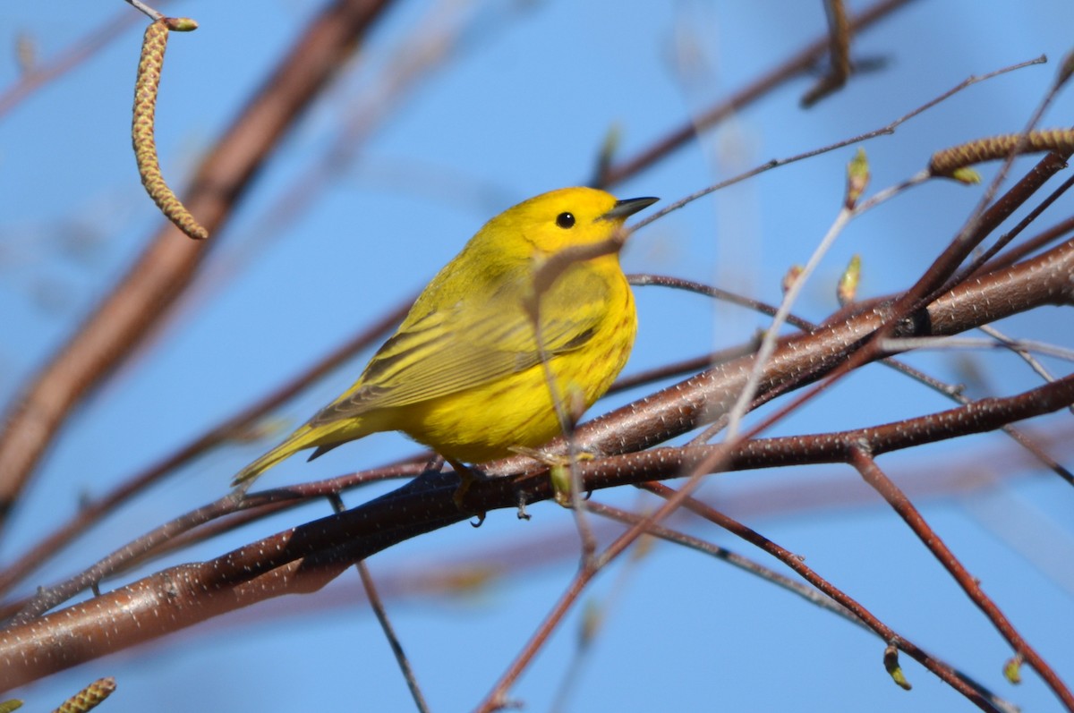 Goldwaldsänger - ML634794770