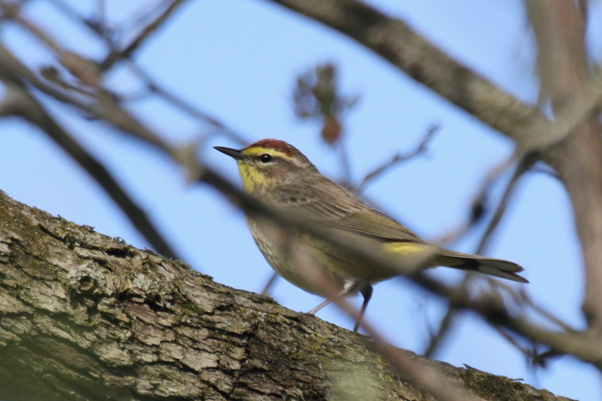 Palm Warbler - ML634794808