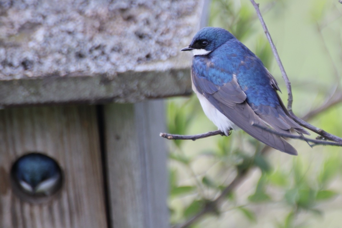 Tree Swallow - ML634795015