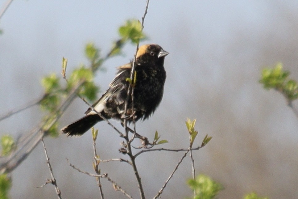 Bobolink - ML634795153