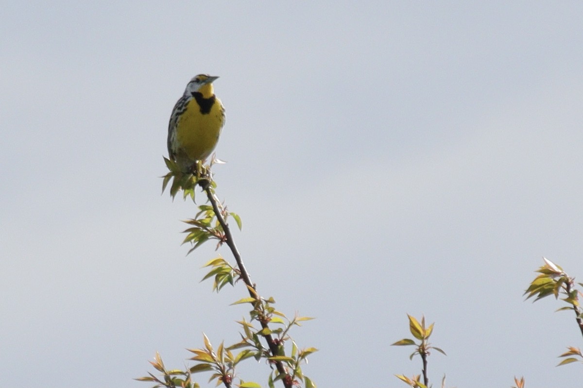 Eastern Meadowlark - ML634795230
