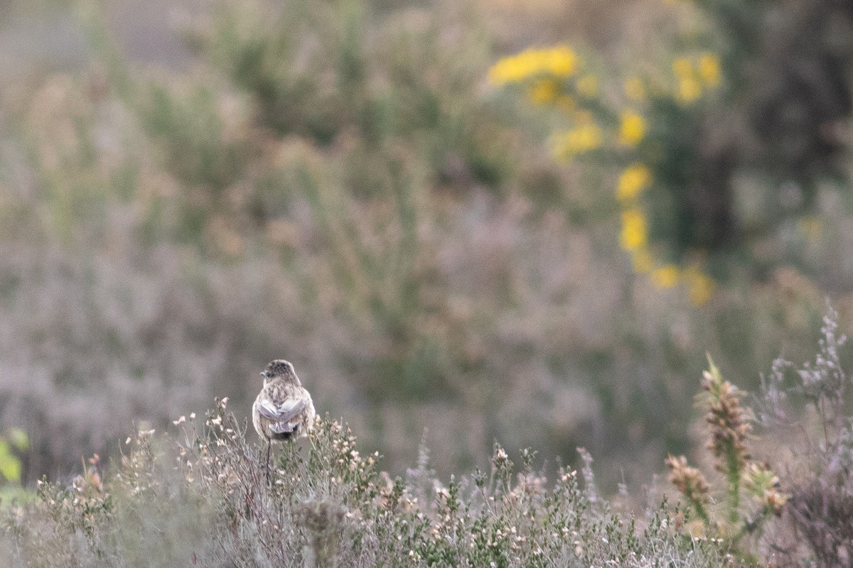 European Stonechat - ML634795463