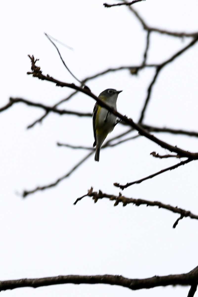 Blue-headed Vireo - ML634795626
