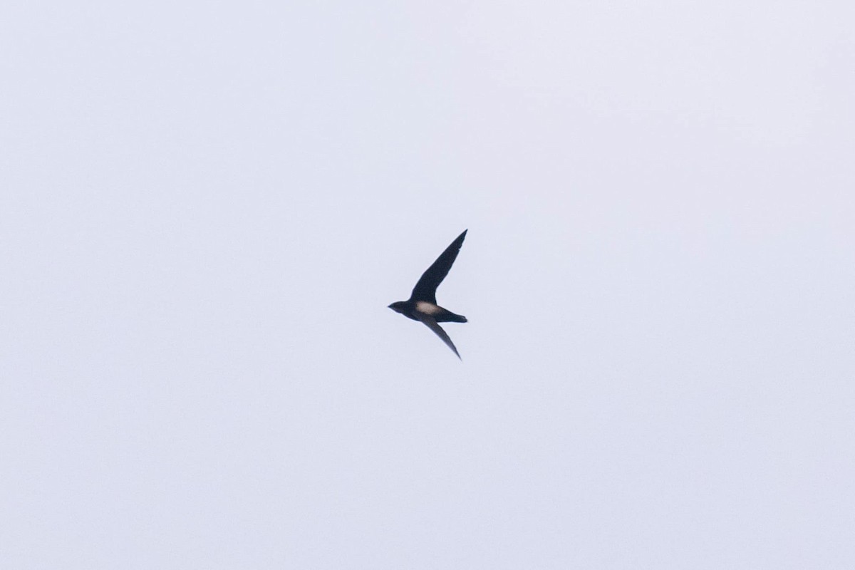 Silver-backed Needletail - ML634795632