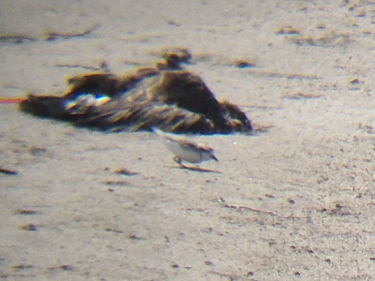 Snowy Plover - ML634795677