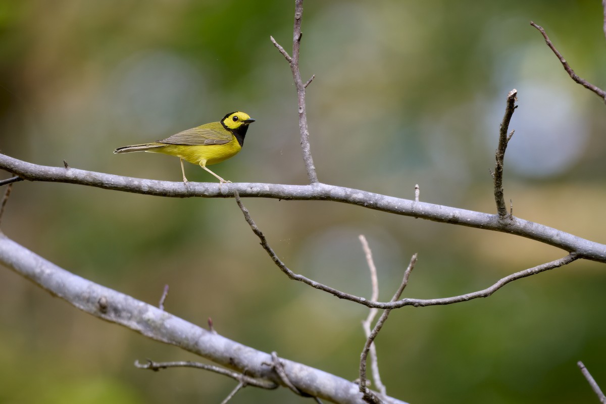 Hooded Warbler - Corby Amos