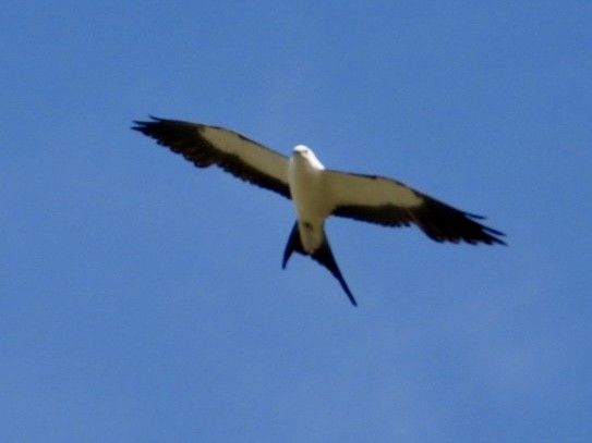 Swallow-tailed Kite - ML634795942