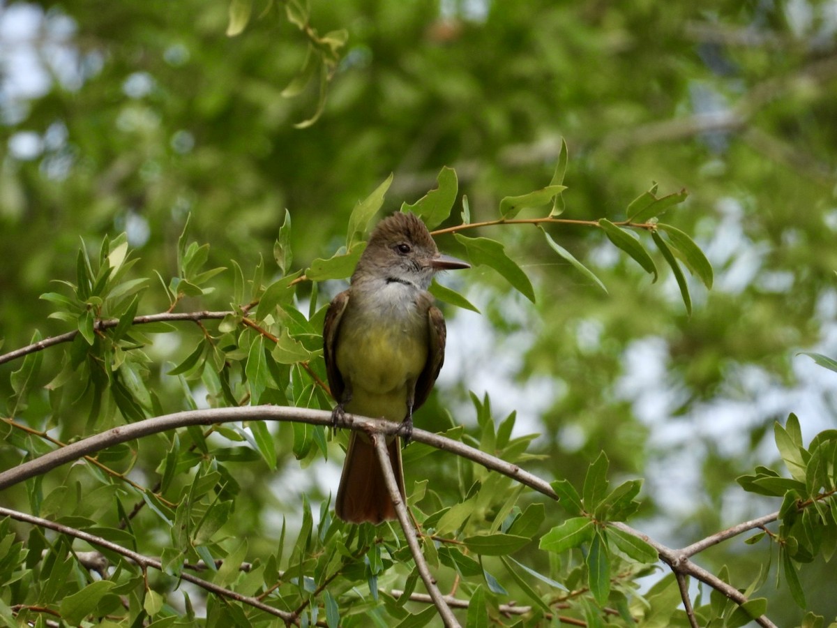 Great Crested Flycatcher - ML634795949