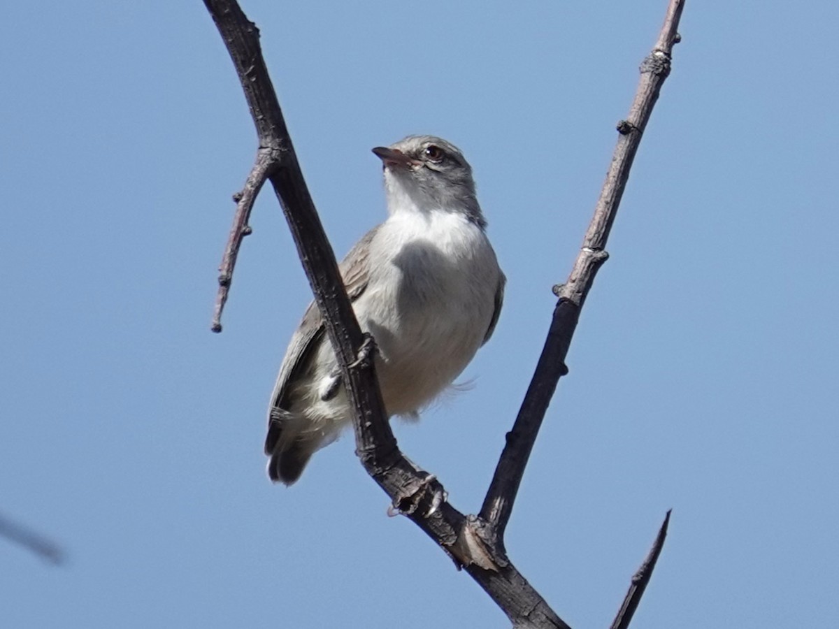 Yellow-vented Eremomela - ML634796140