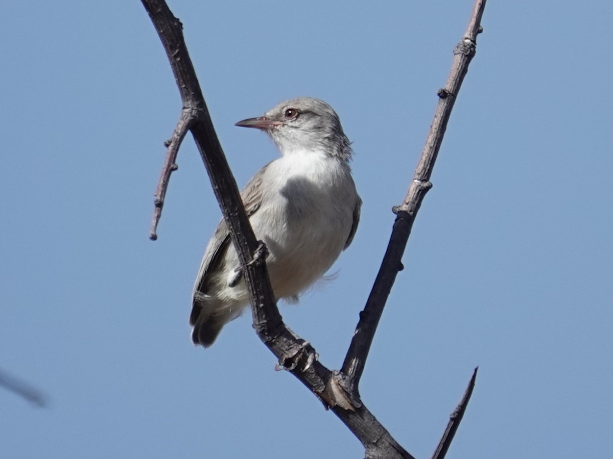Yellow-vented Eremomela - ML634796141