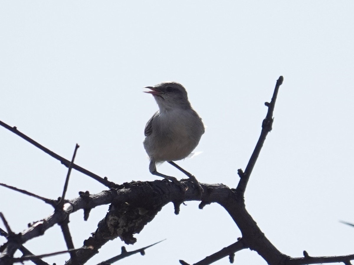 Yellow-vented Eremomela - ML634796142