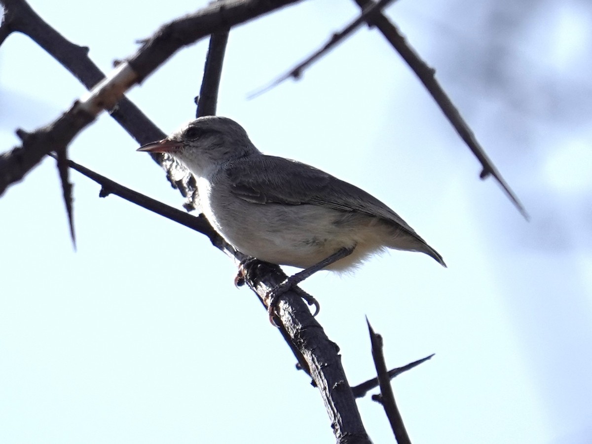 Yellow-vented Eremomela - ML634796143
