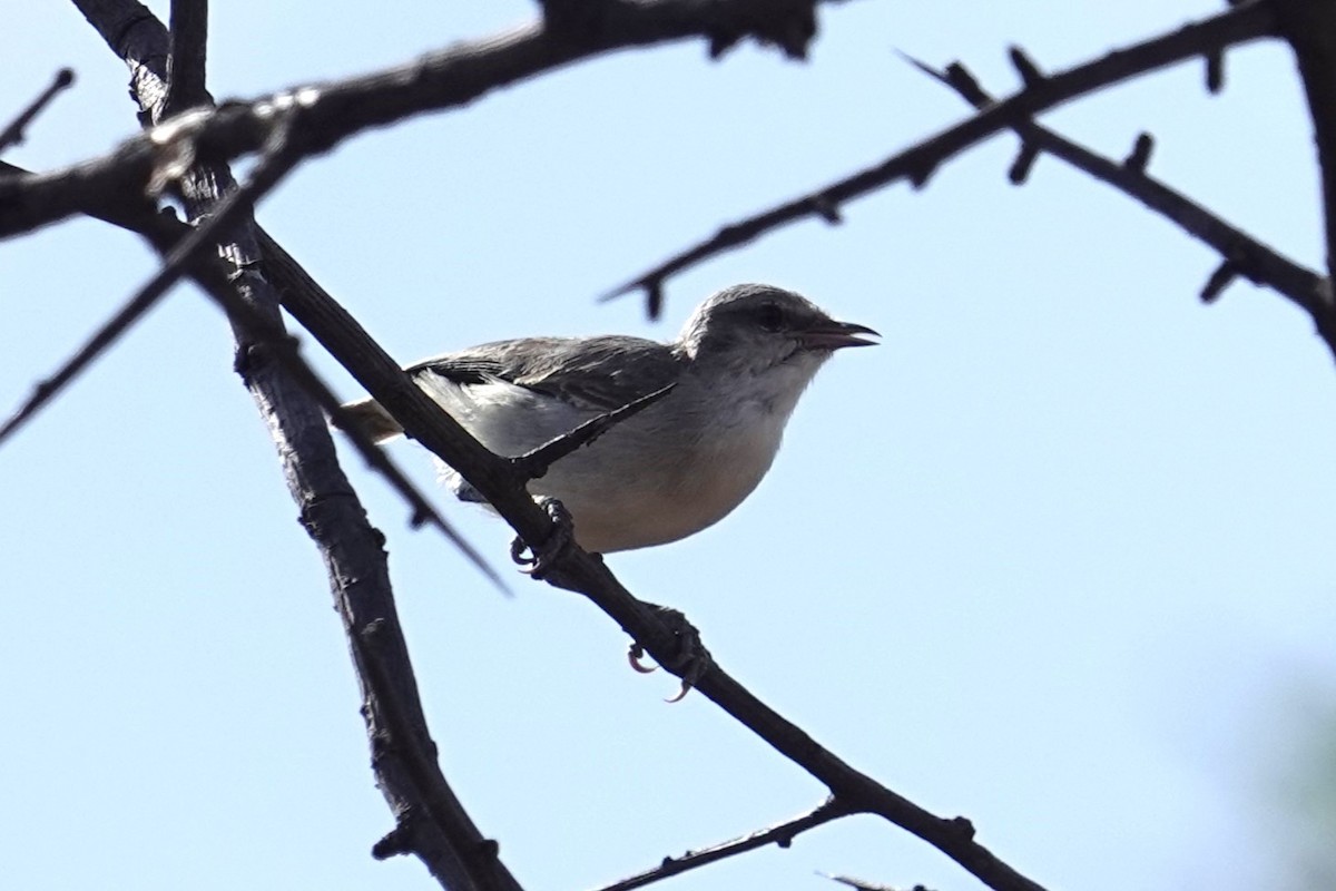 Yellow-vented Eremomela - ML634796145