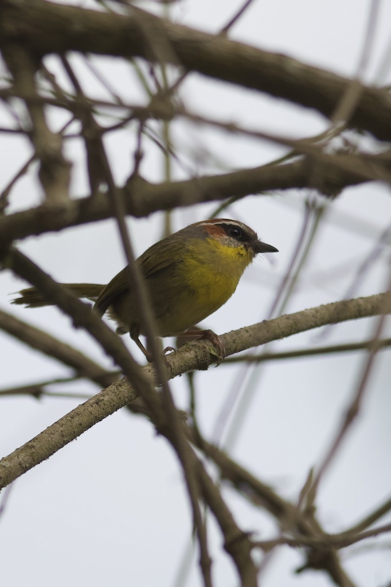 Rufous-capped Warbler (rufifrons Group) - ML634796441
