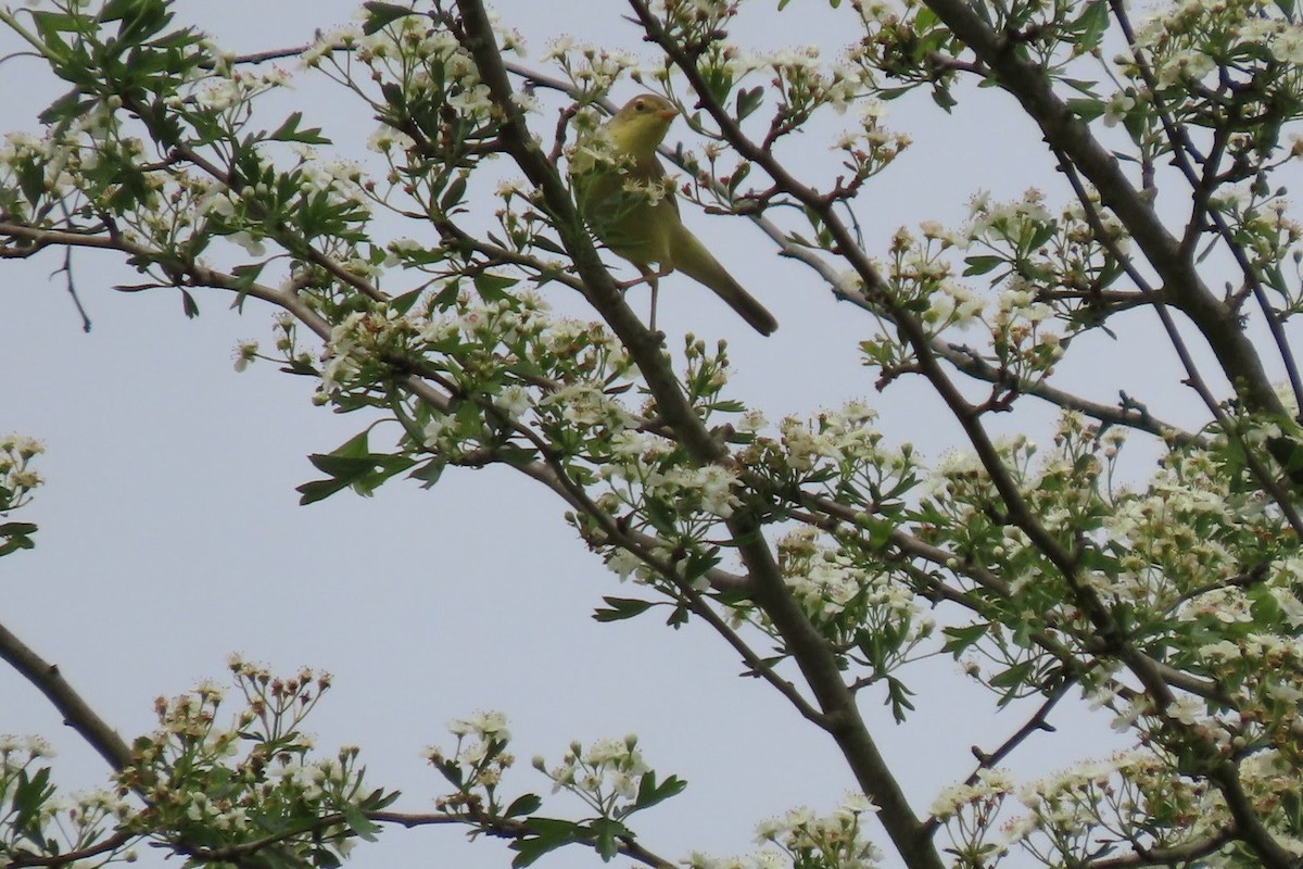 Melodious Warbler - ML634796490