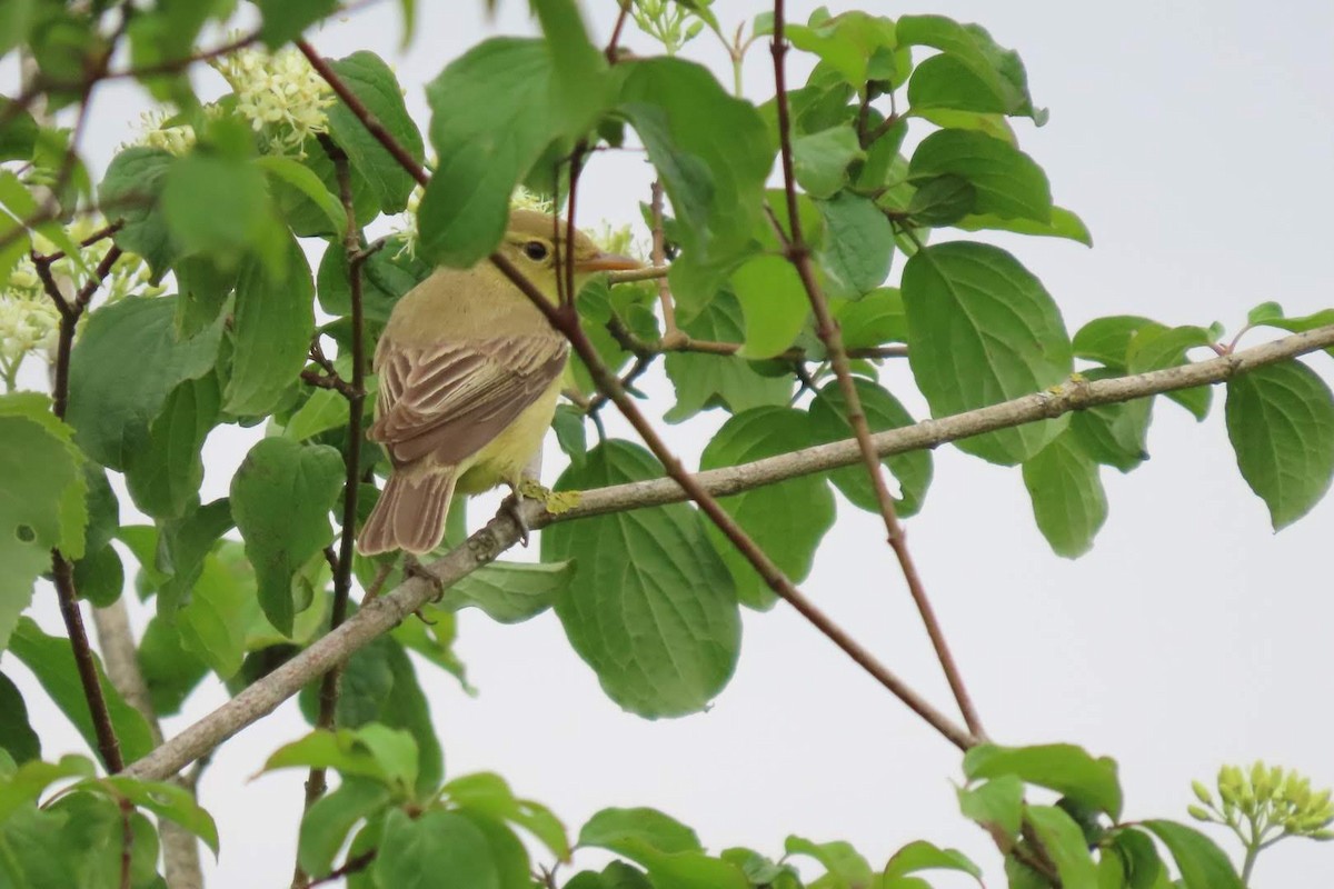 Melodious Warbler - ML634796491