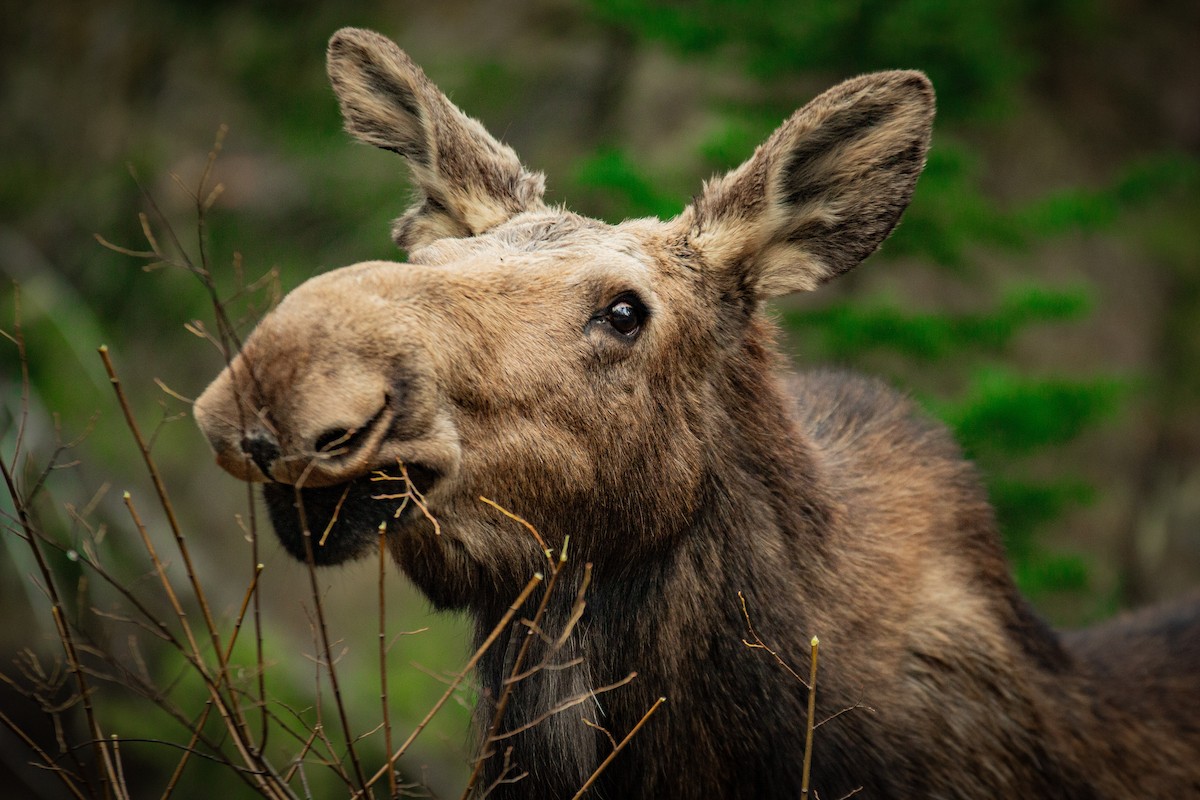 Moose - Dottie Herring