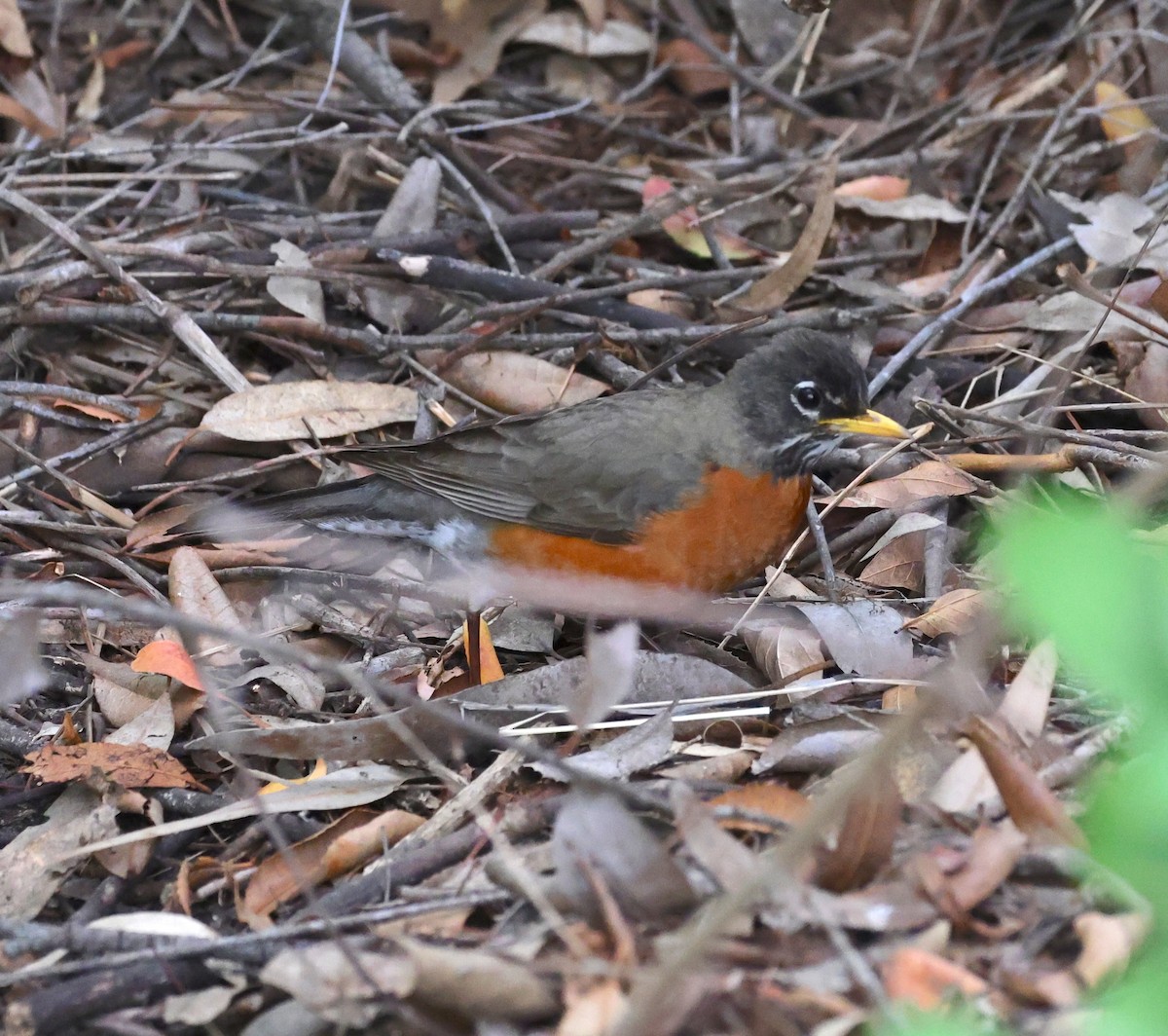 American Robin - ML634796576