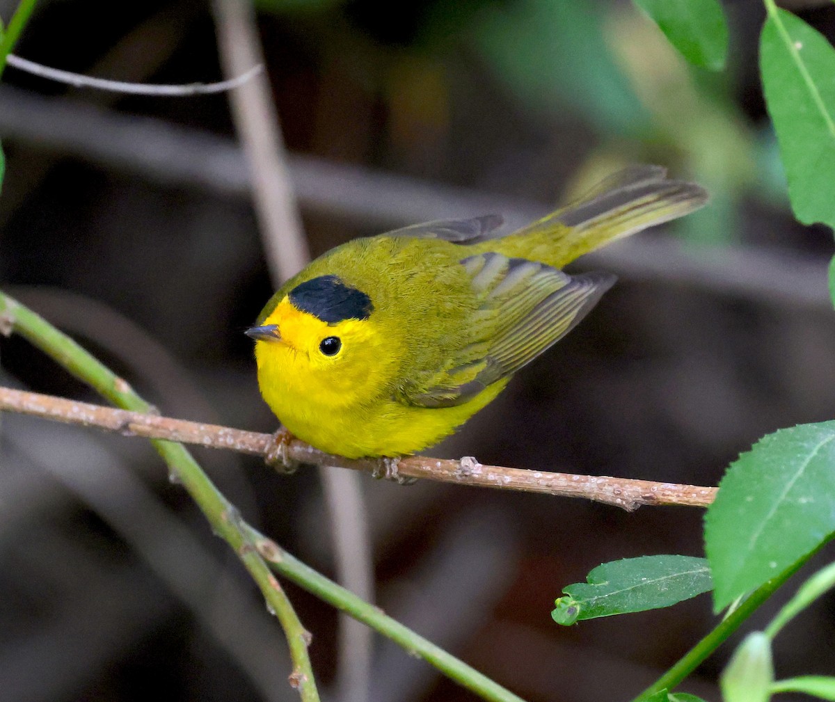Wilson's Warbler - ML634796582