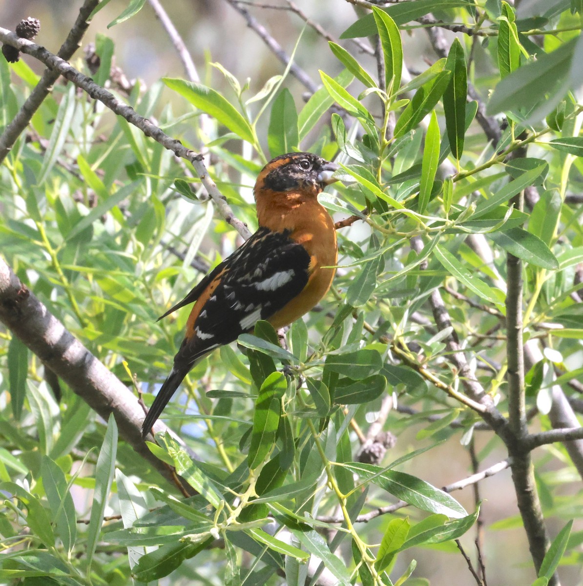 Black-headed Grosbeak - ML634796590