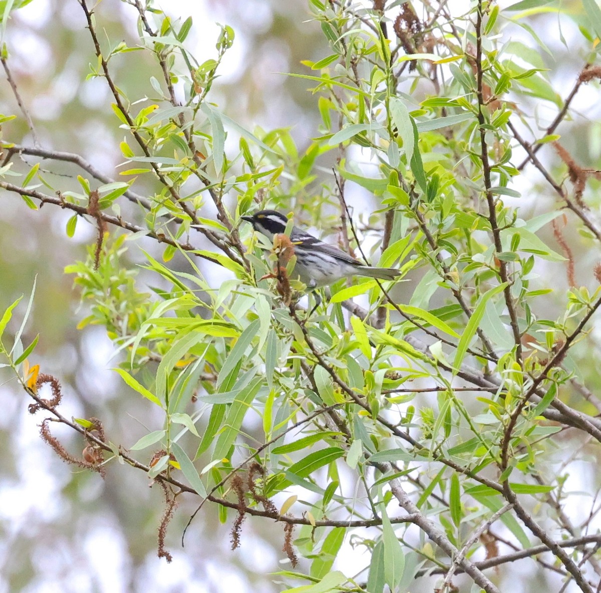 Black-throated Gray Warbler - ML634796615