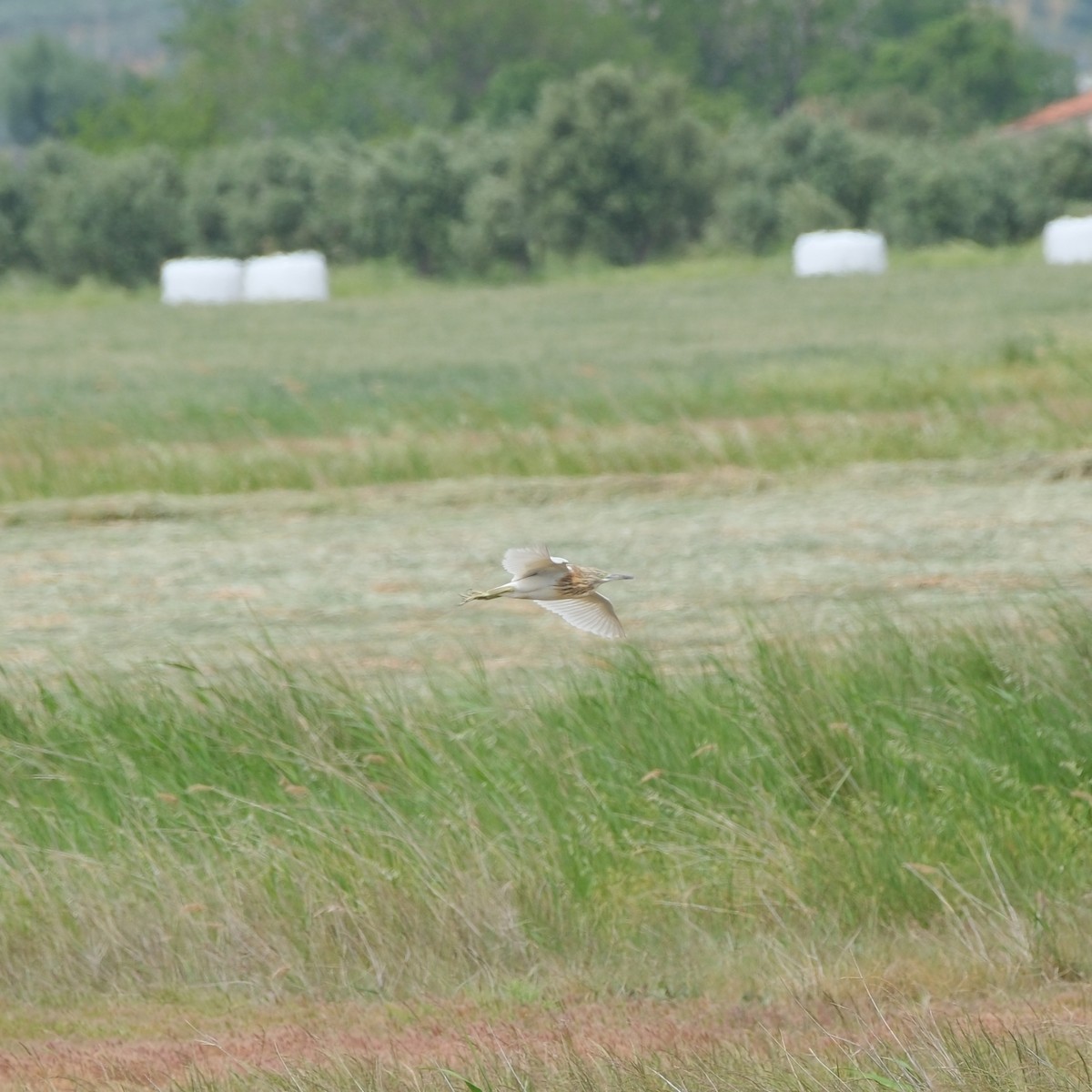 Squacco Heron - ML634796691