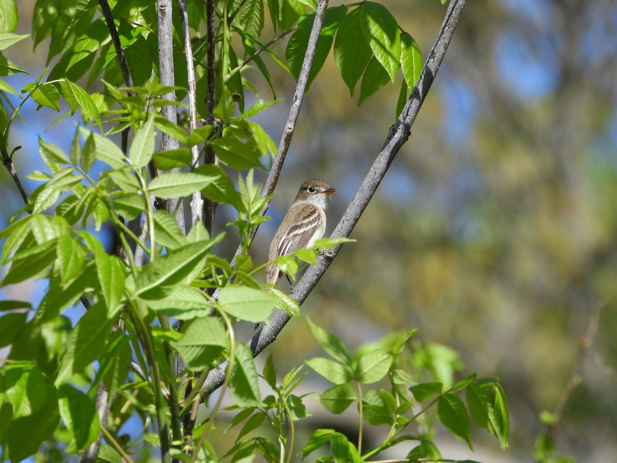 Least Flycatcher - ML634796971