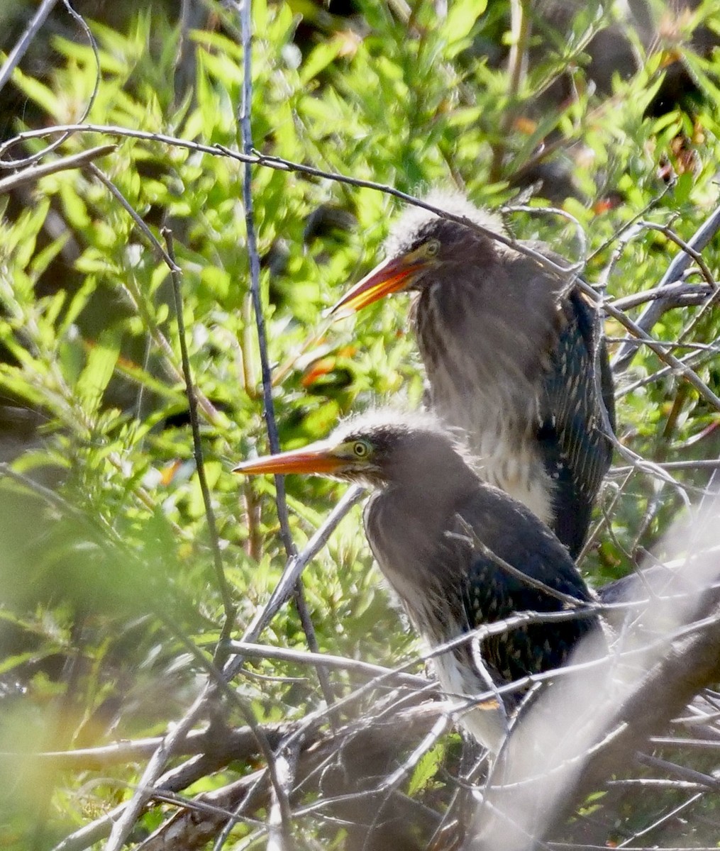 Green Heron - ML634797100