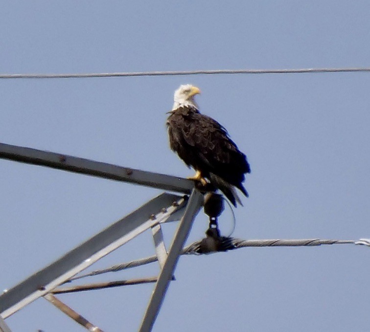 Bald Eagle - ML634797128