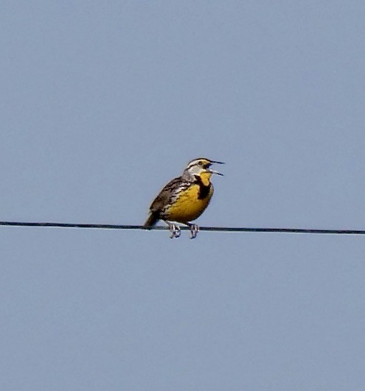 Eastern Meadowlark - ML634797162