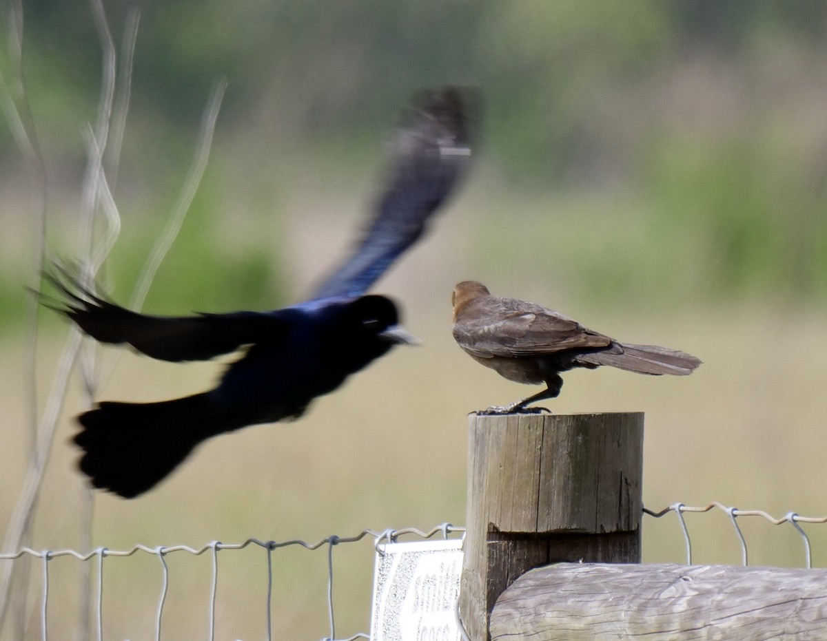 Boat-tailed Grackle - ML634797177