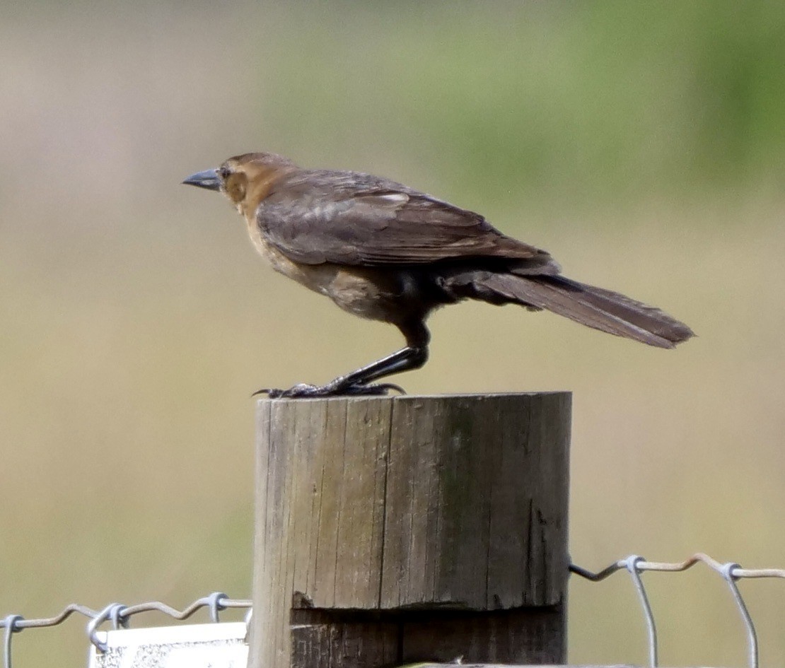 Boat-tailed Grackle - ML634797178