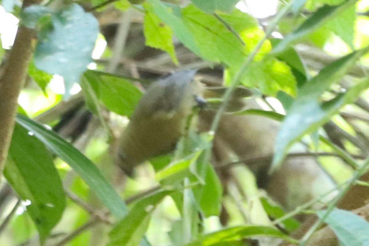 Blue Seedeater - ML634797320