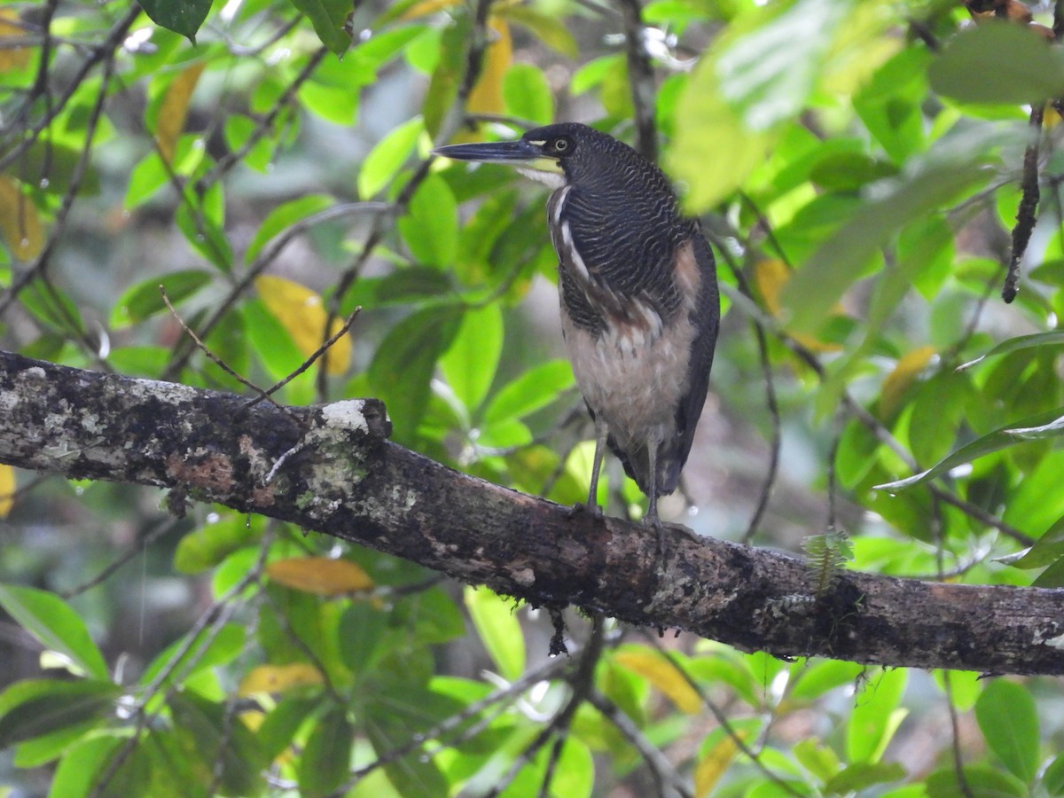 Fasciated Tiger-Heron - ML634797322