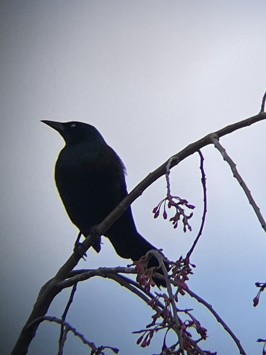Common Grackle - ML634797440