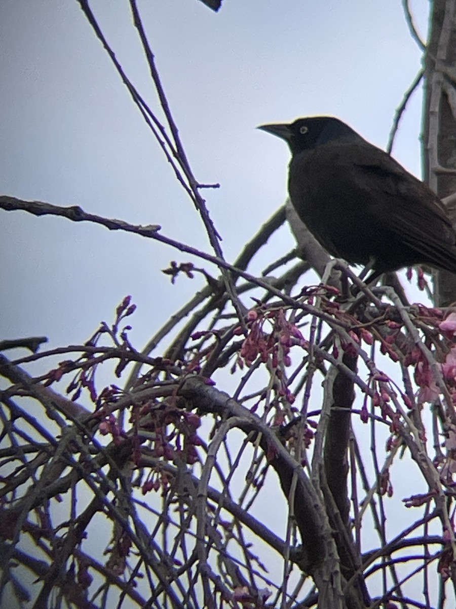Common Grackle - ML634797441