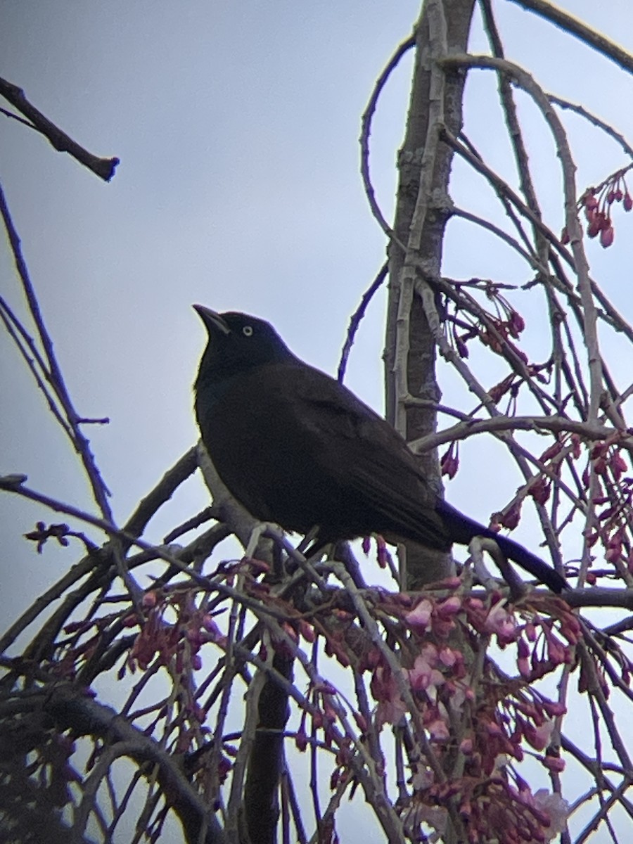 Common Grackle - ML634797442