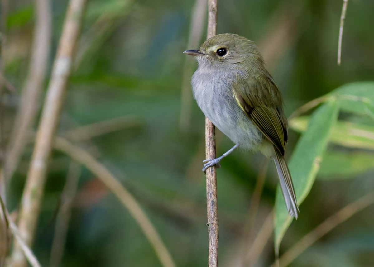 Drab-breasted Pygmy-Tyrant - ML634797460