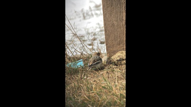 Цасч хөмрөг - ML634797522