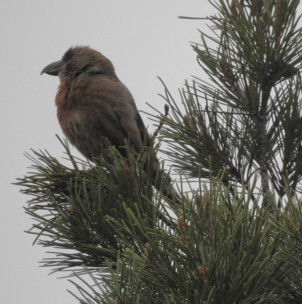 Red Crossbill (North African) - ML634797613