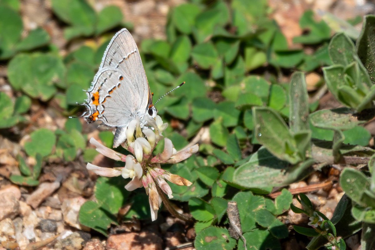 Insects - ML634797936