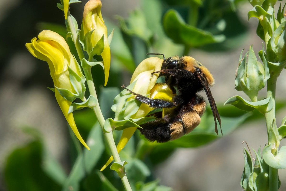 Insects - ML634797938