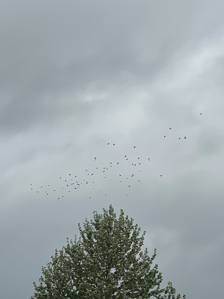 Anhinga - ML634797973