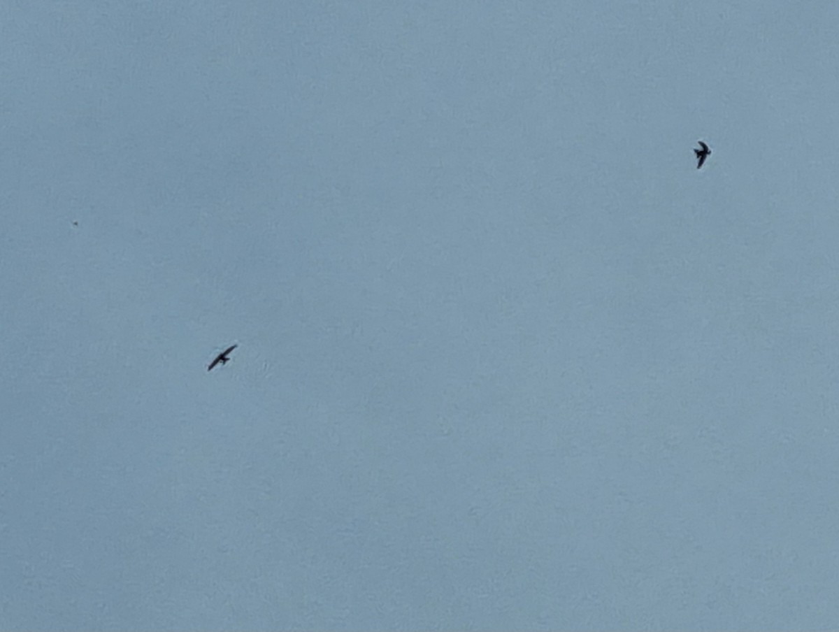 rorýs obecný - ML634798049