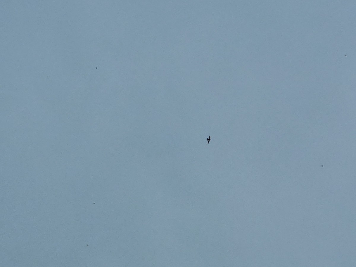 rorýs obecný - ML634798050