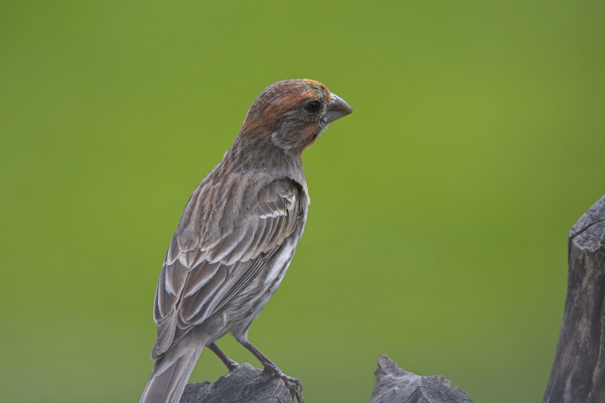 House Finch - ML634798055