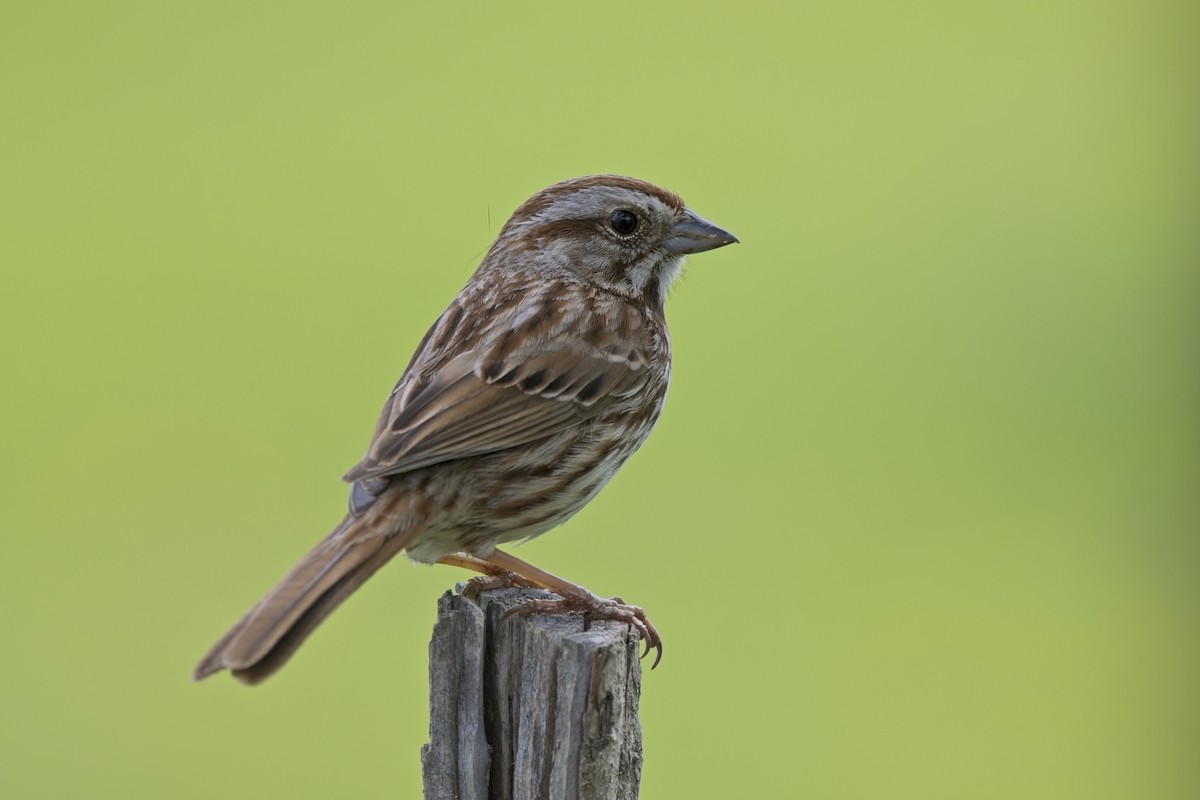 Song Sparrow - ML634798069