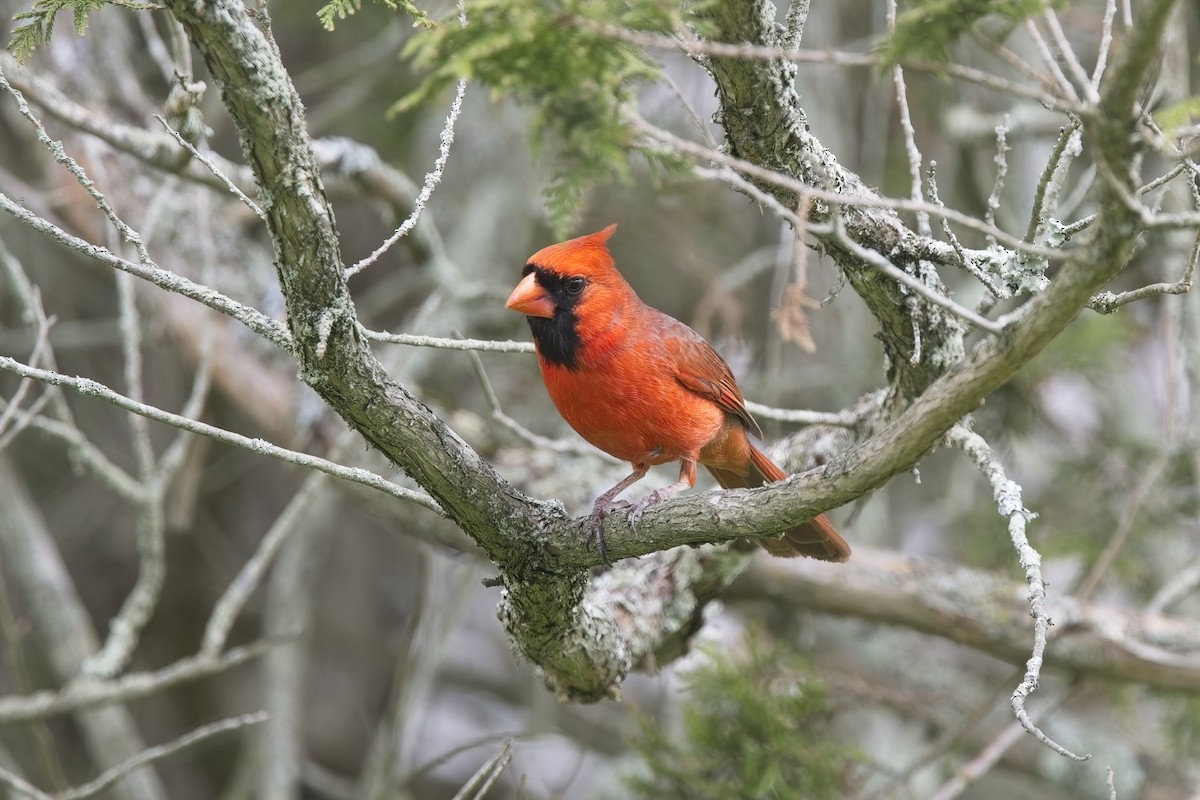 Northern Cardinal - ML634798082