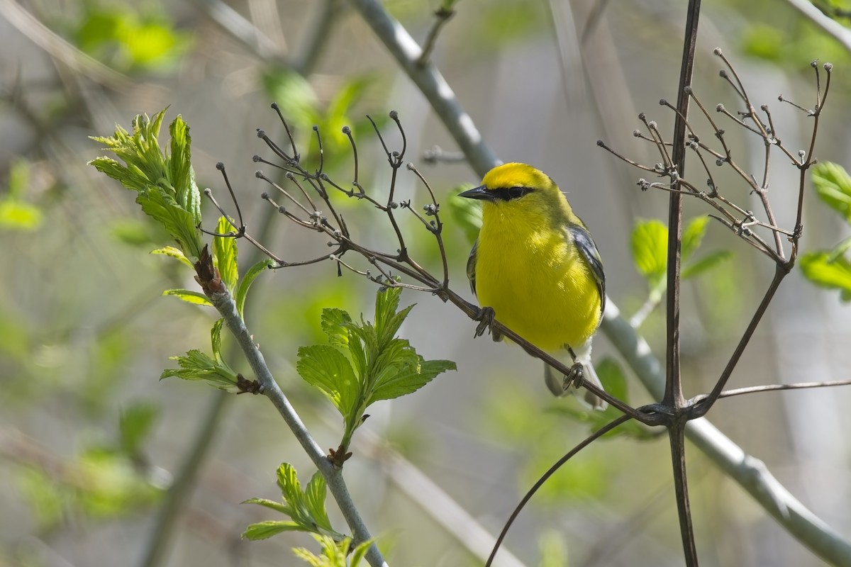 Blue-winged Warbler - ML634798152